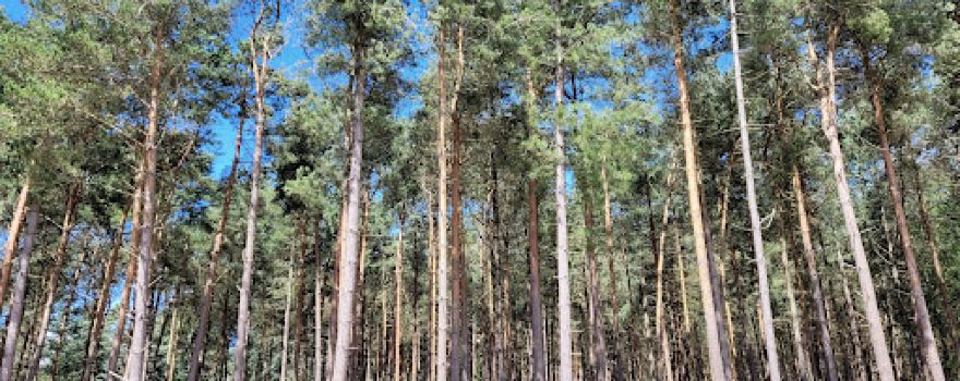 Cannock Chase Forest - Forestry England