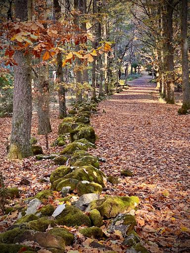 Hollybank Forest