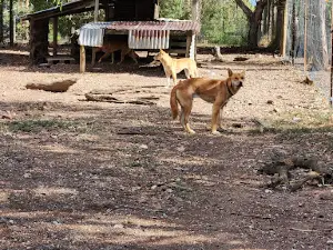 Bushland Dingo Haven (call before visiting)