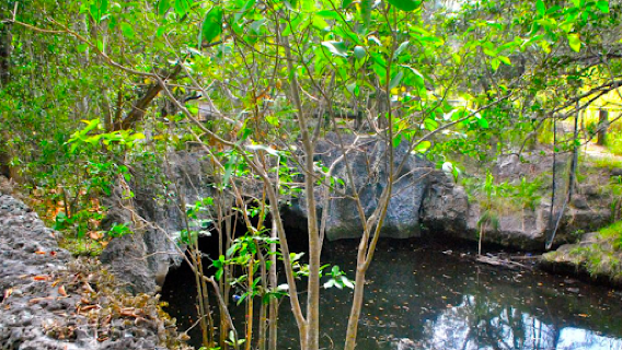 Arch Creek East Environmental Preserve (ACE Preserve)