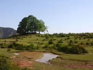 Gwallek Forest