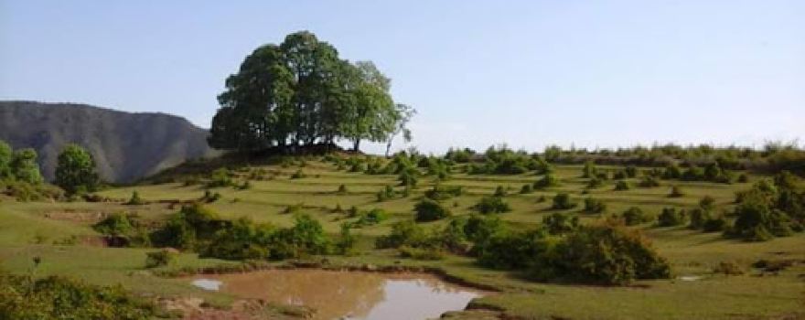 Gwallek Forest