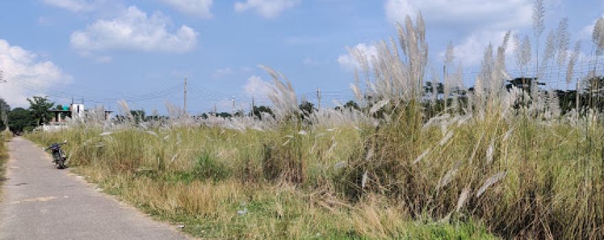 Colony Field