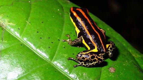 Iquitos