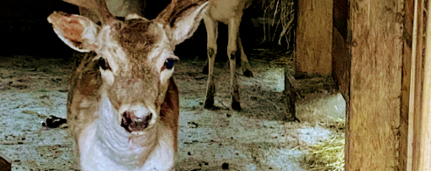 Małe Zoo Szarlota Jazda Konna