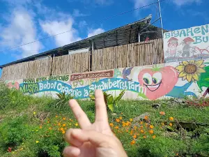 MUSFA Bohol Organic & Strawberry Farm