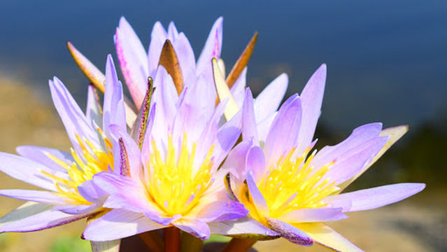 Kanvar Lake Bird Sanctuary