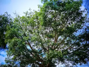 3 Kings Park