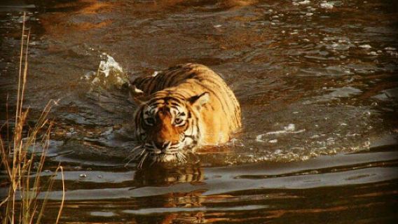 Ranthambore Park Safari