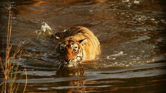 Ranthambore Park Safari