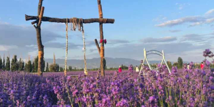 楊家公主薰衣草園