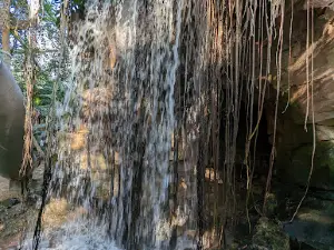 Jungle Dome
