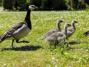 Park van Moeskroen