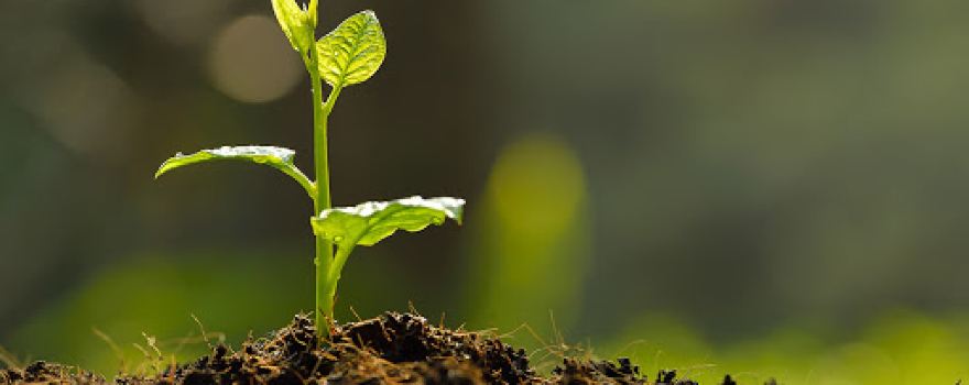 Profijardim - Construção e Manutenção De Espaços Verdes, L.da