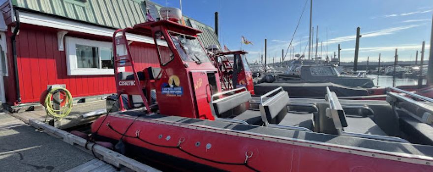 Campbell River Whale Watching and Adventure Tours