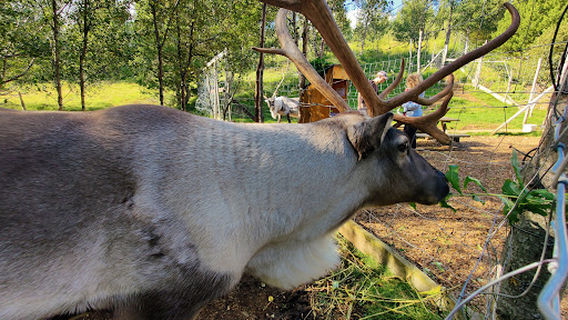 Reindeer Park