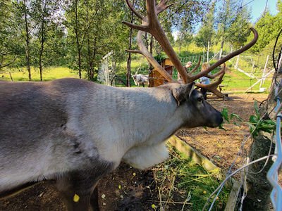 Reindeer Park