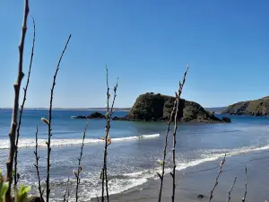 Pinguineras Puñihuil Chiloé Feel Adventure