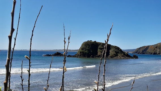 Pinguineras Puñihuil Chiloé Feel Adventure