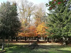 Forest'Anela