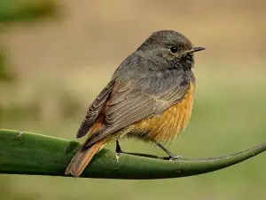 Yamuna Biodiversity Park