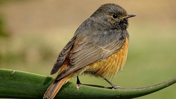 Yamuna Biodiversity Park