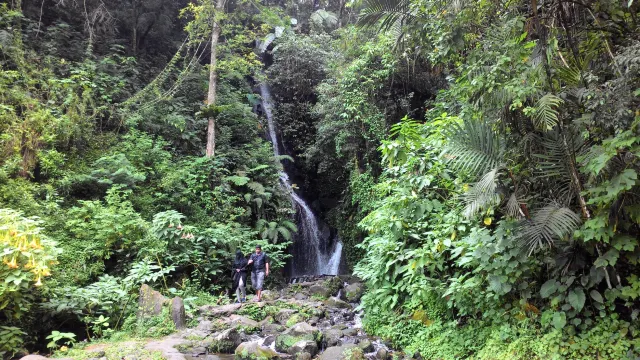 kebun raya cibodas
