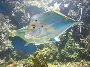 Kung Kraben Aquarium