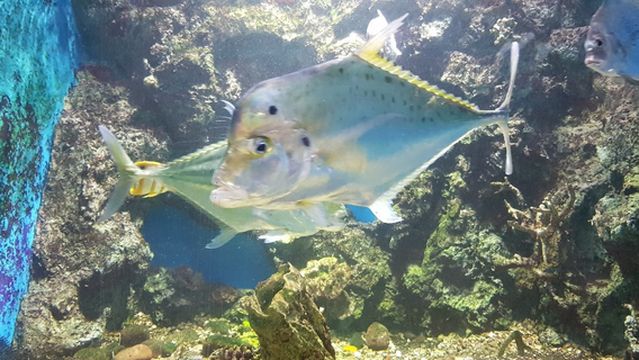 Kung Kraben Aquarium