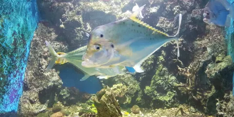 功嘉班灣水族館