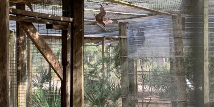 Forest Animal Rescue