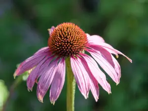 Pitmedden Garden & Museum of Farming Life (National Trust for Scotland)