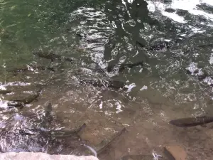 Leaburg Hatchery