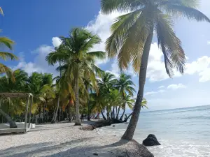 Tropical Paradise Excursions