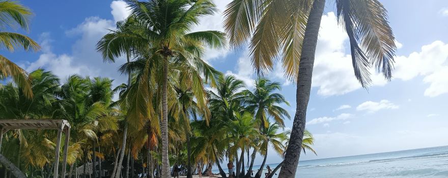 Tropical Paradise Excursions