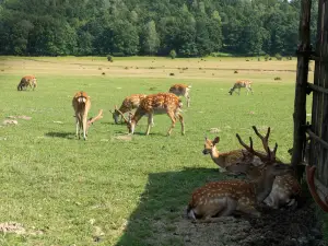 Reindeer Farm