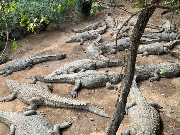 Victoria Falls Crocodile Park