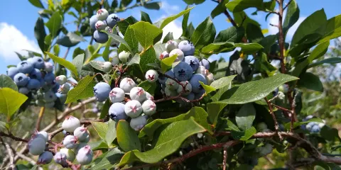 Ingalls Blueberry Hill