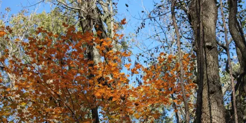 Wesselman Woods Nature Center