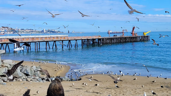 Playa Caleta Portales