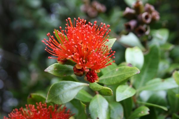 Waipu Caves Scenic Reserve