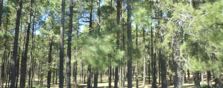 Llanos De La Pez
