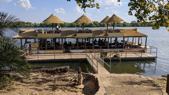 Lion King Of The Victoria Falls