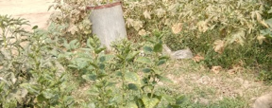 Aasha Villa