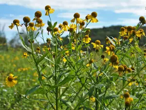 Borst Valley Wildlife Area