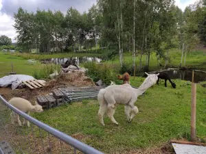 Sarve Heaolutalu OÜ