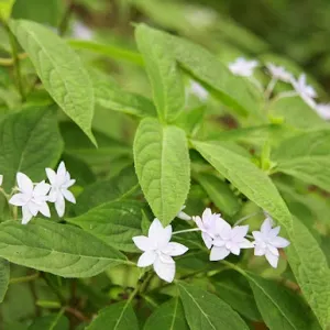 Osaka Humic of Forest Nukata Orchards Information Center