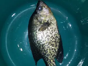 Greater Bass Lake
