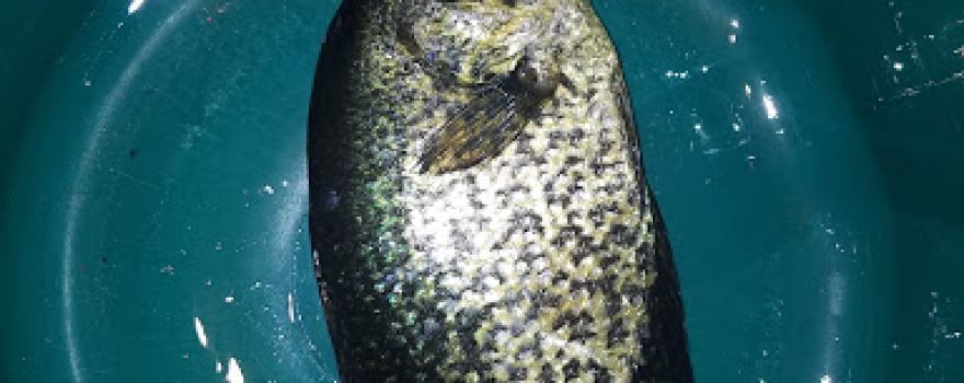 Greater Bass Lake