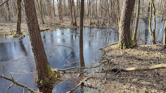 Wieża widokowa "Durne Bagno"